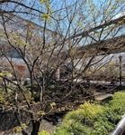 桜の木のそばのヤマモミジも頑張ってます