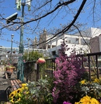 館内には色とりどりのお花が咲いてます