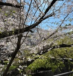 ヤマモミジも青々としてきました