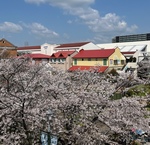 ２F連絡通路からの景色も一面桜🌸