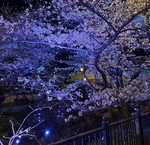 幻想的に色が移りゆきます