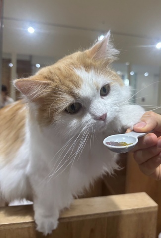 Cat Café MOFF つかしん店 (ネコカフェ)｜グンゼタウンセンター