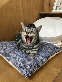 Cat Café MOFF つかしん店 (ネコカフェ)｜グンゼタウンセンター