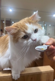 Cat Café MOFF つかしん店 (ネコカフェ)｜グンゼタウンセンター