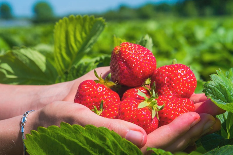 いちご農園がやってくる
